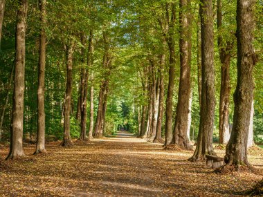 Westphalia 'daki kale ve orman