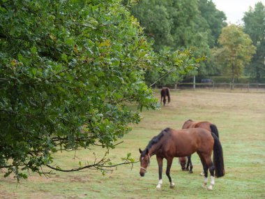 Almanya 'da Borken yakınlarında küçük bir gölde.
