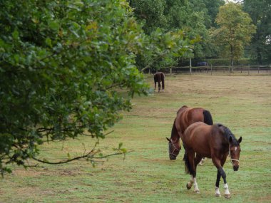Almanya 'da Borken yakınlarında küçük bir gölde.