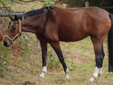 Almanya 'da Borken yakınlarında küçük bir gölde.