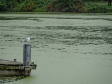 Almanya 'da Borken yakınlarında küçük bir gölde.