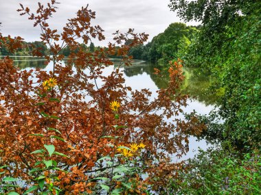 Almanya 'da Borken yakınlarında küçük bir gölde.