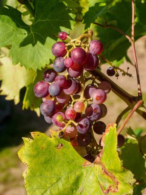 Alman bahçesindeki üzümler