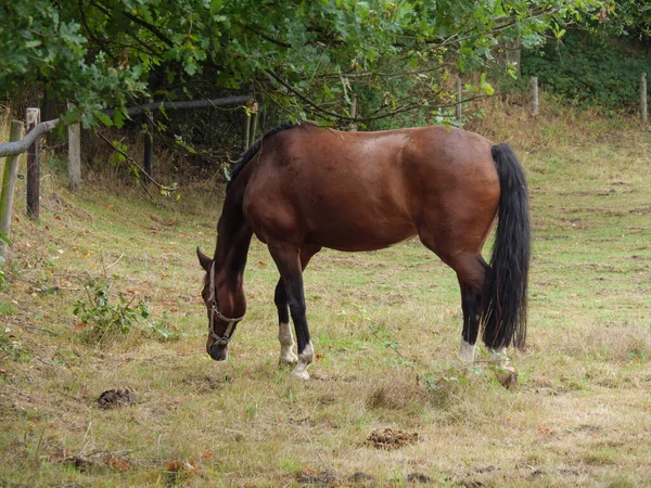 Vid Liten Sjö Nära Borken Tyskland — Stockfoto