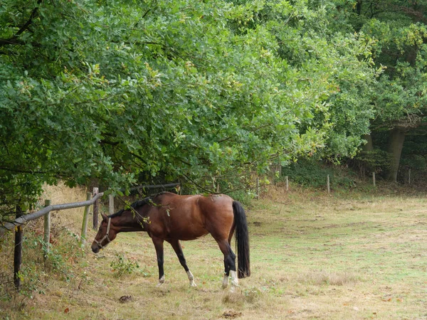 Vid Liten Sjö Nära Borken Tyskland — Stockfoto