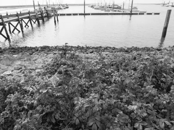 ドイツのシュピーカーオークの島 — ストック写真