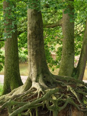 Vreden yakınlarındaki Westphalia 'da yürüyüş.