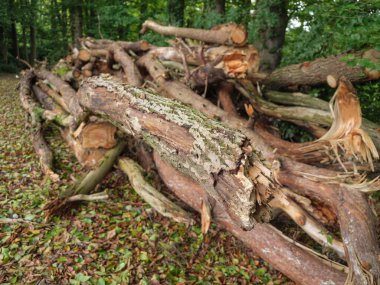 Westphalia 'da bir nehirde yürüyüş.