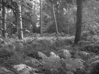 Westphalia 'da bir nehirde yürüyüş.