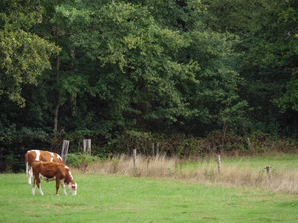 Piesze Wycieczki Nad Rzeką Westfalii — Zdjęcie stockowe