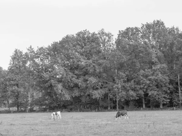 Randonnée Bord Une Rivière Westphalie — Photo