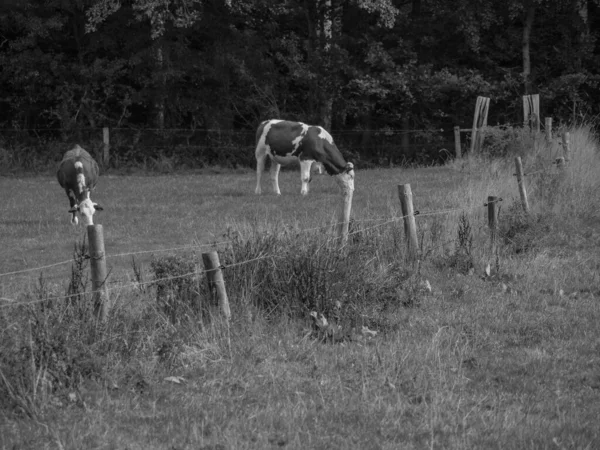 Piesze Wycieczki Nad Rzeką Westfalii — Zdjęcie stockowe