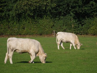 Alman çayırında beyaz inekler