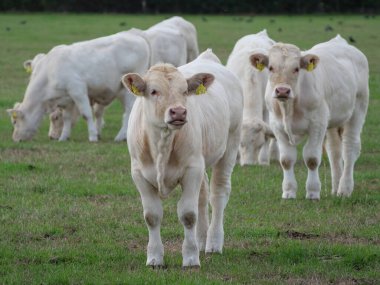 Almanya 'da beyaz inekler