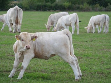 Almanya 'da beyaz inekler