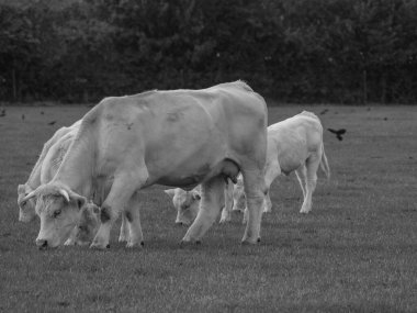 Almanya 'da beyaz inekler