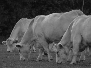 Almanya 'da beyaz inekler