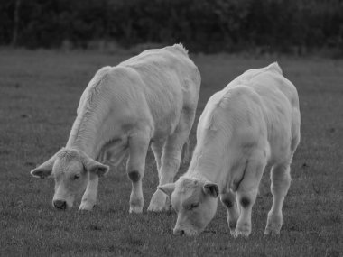 Almanya 'da beyaz inekler