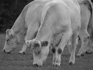 Almanya 'da beyaz inekler