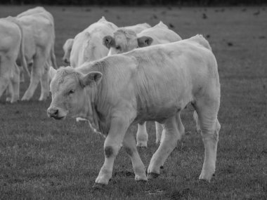 Almanya 'da beyaz inekler