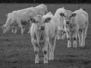 Almanya 'da beyaz inekler