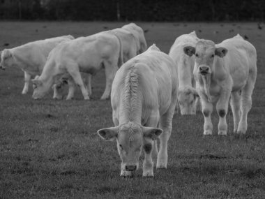 Almanya 'da beyaz inekler