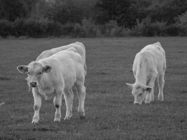 Almanya 'da beyaz inekler