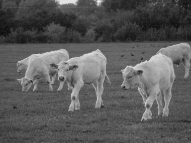 Almanya 'da beyaz inekler