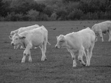 Almanya 'da beyaz inekler