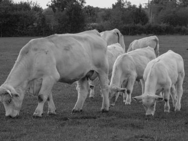 Almanya 'da beyaz inekler