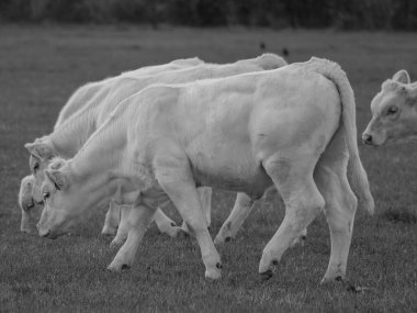 Almanya 'da beyaz inekler