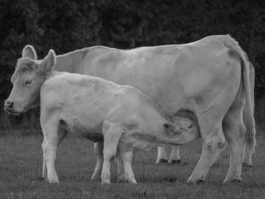 Almanya 'da beyaz inekler