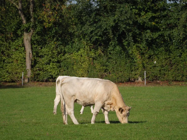 Vaches Blanches Sur Une Prairie Allemande — Photo