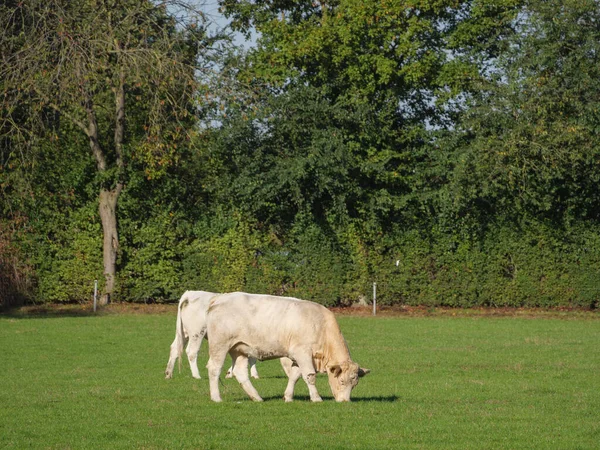 Vaches Blanches Sur Une Prairie Allemande — Photo