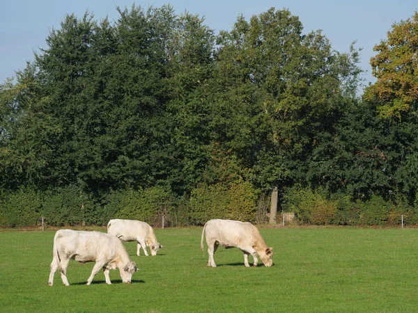 Witte Koeien Een Duits Weiland — Stockfoto