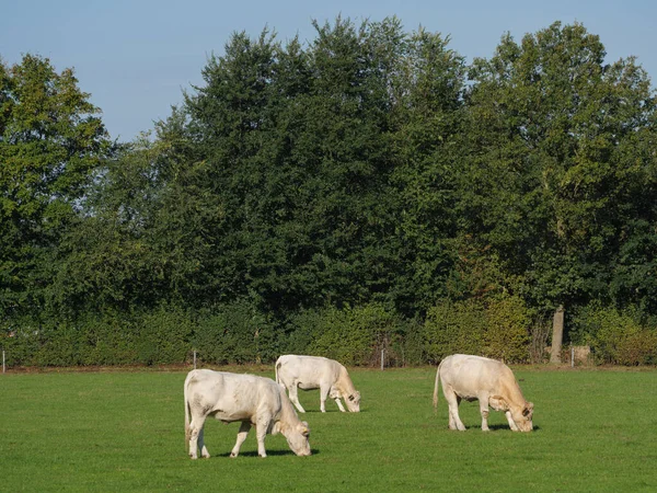 Witte Koeien Een Duits Weiland — Stockfoto