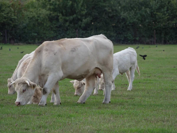 Witte Koeien Duitsland — Stockfoto