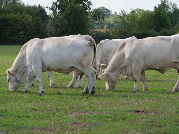 Vacas Brancas Alemanha — Fotografia de Stock