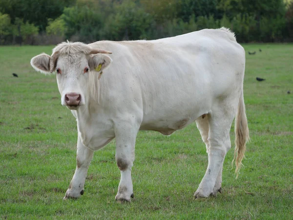 Weiße Kühe Deutschland — Stockfoto