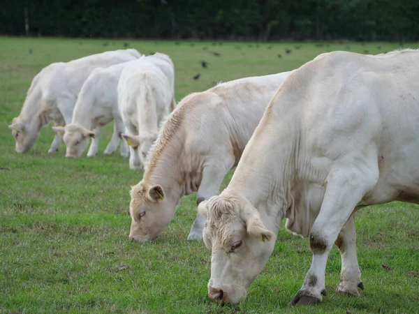 Vacas Brancas Alemanha — Fotografia de Stock