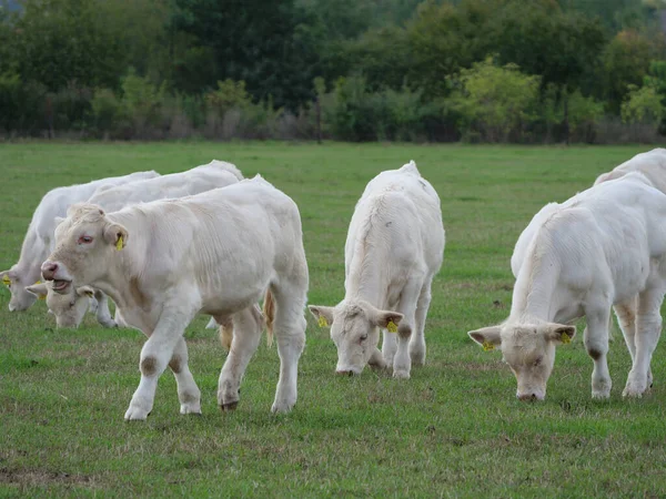 Vacas Brancas Alemanha — Fotografia de Stock