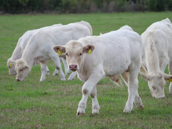 Vaches Blanches Allemagne — Photo