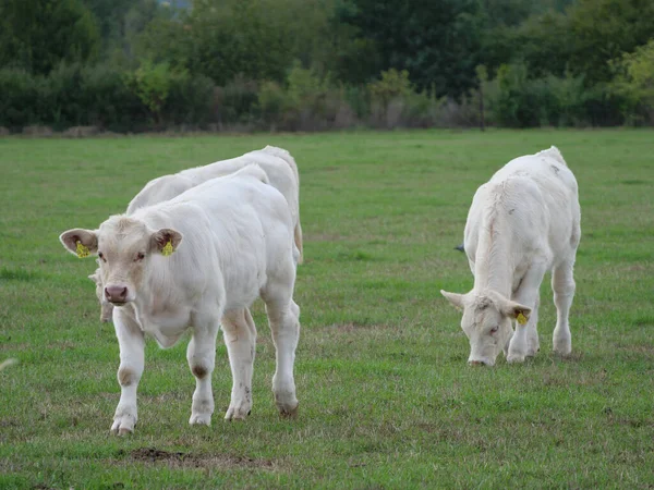 White Cows Germany — Stock Photo, Image