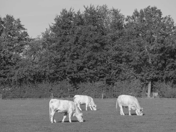 Bílé Krávy Německu — Stock fotografie