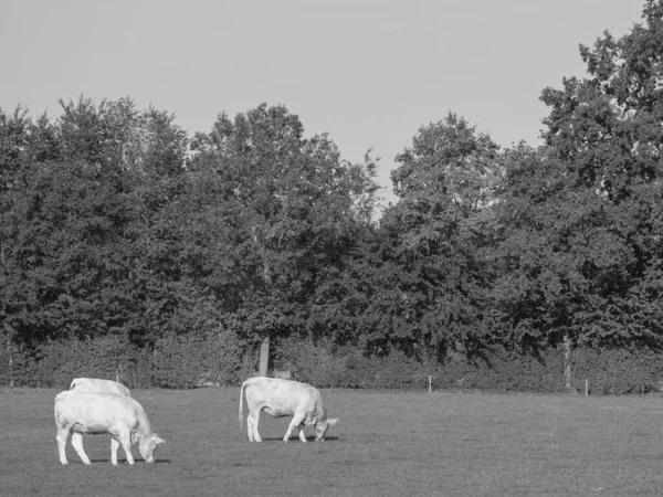 Vacas Brancas Alemanha — Fotografia de Stock