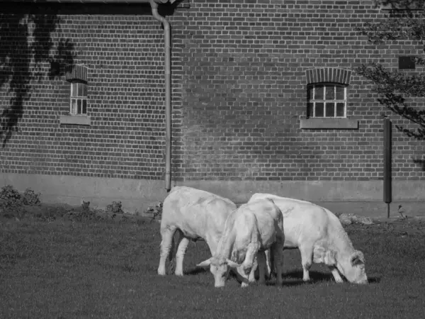 White Cows Germany — Stock Photo, Image