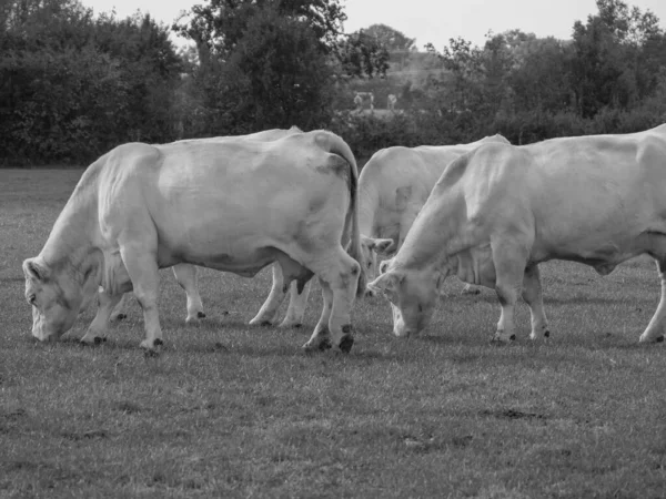 Vacas Blancas Alemania — Foto de Stock