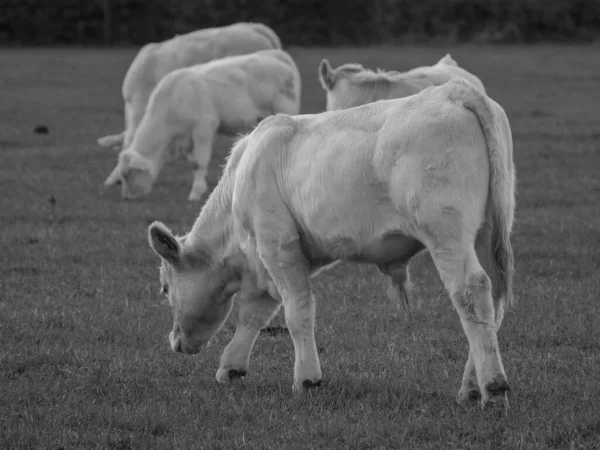 Vacas Blancas Alemania —  Fotos de Stock