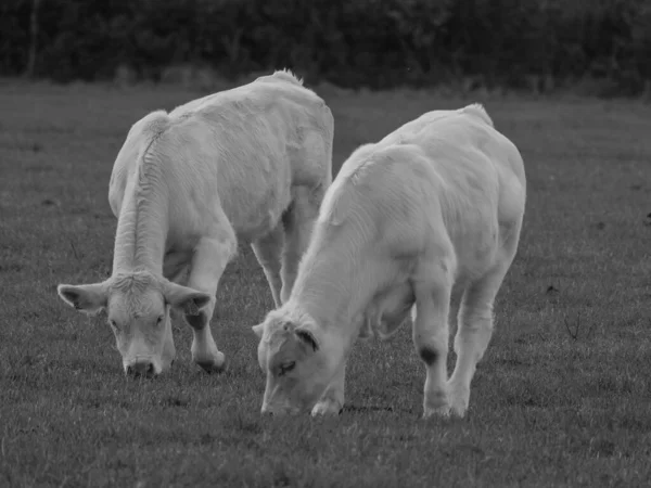 Vacas Brancas Alemanha — Fotografia de Stock