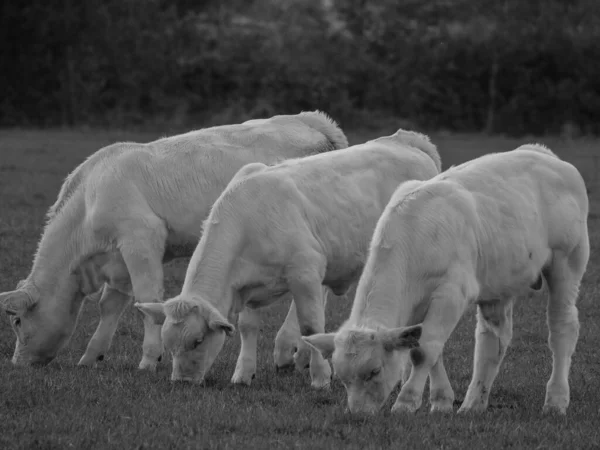 Witte Koeien Duitsland — Stockfoto